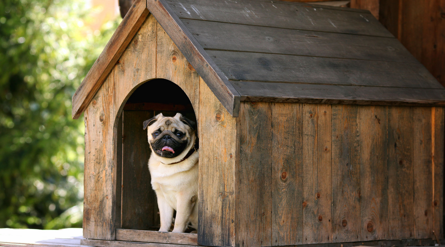  Keeping your dog cages, kennels and crates clean & germ-free 