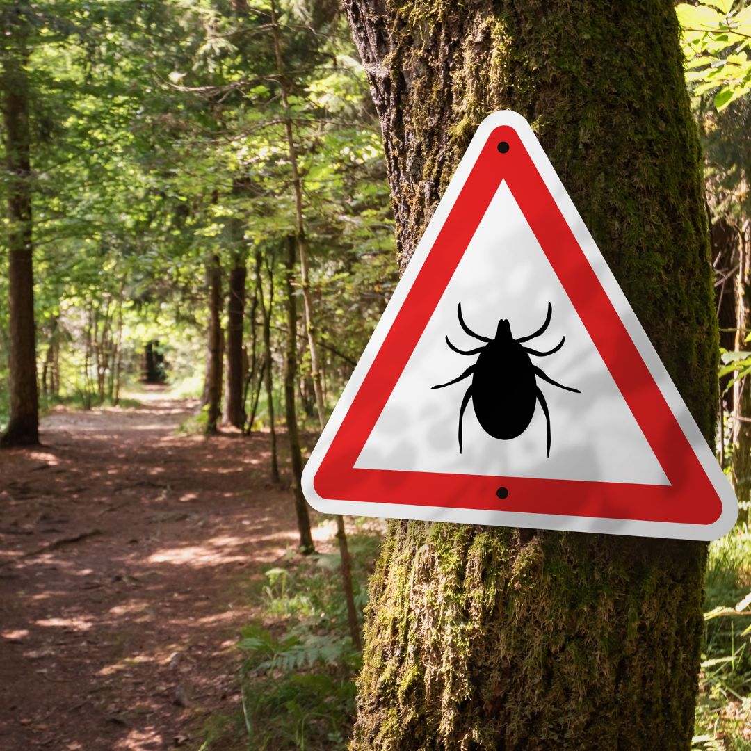  Tick Season, all you need to know 