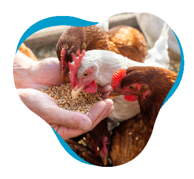 Smallholdings – RenaSan
