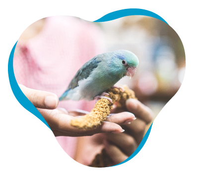 Birds – RenaSan