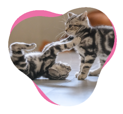 Cats – RenaSan